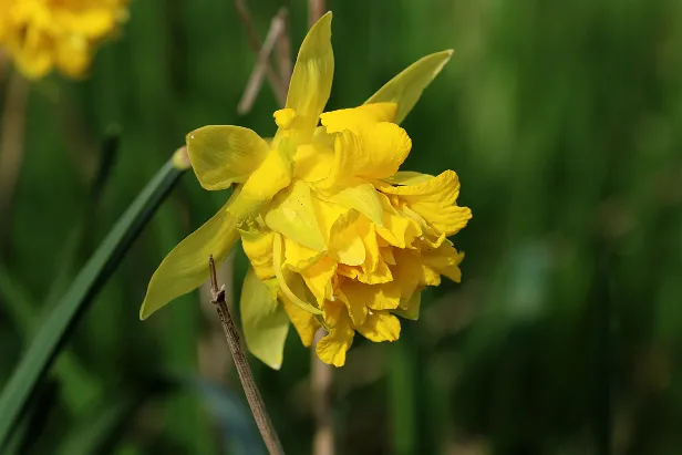 Narzisse Sommerweide