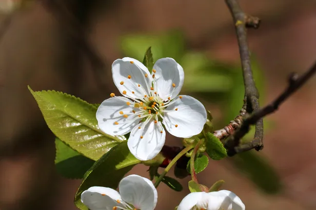 Blüte