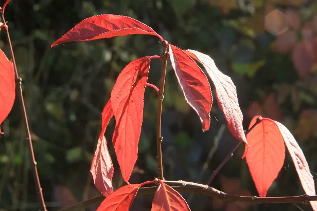 Herbstlaub