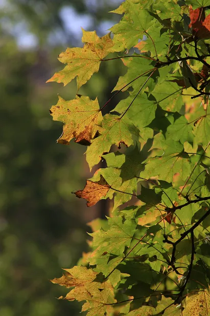 Herbst