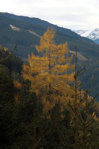 Lärche im Herbst