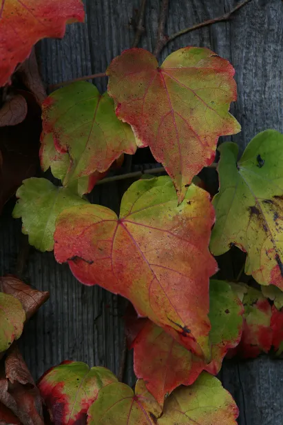 Herbstlaub