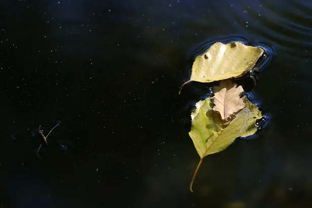 Herbst