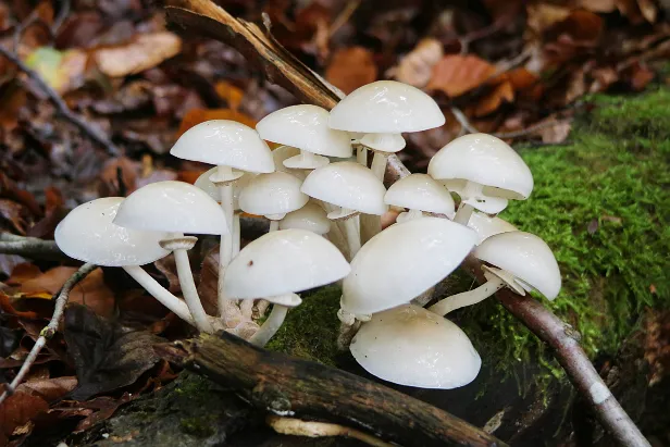 Beringter Schleimröbling Mucidula mucida