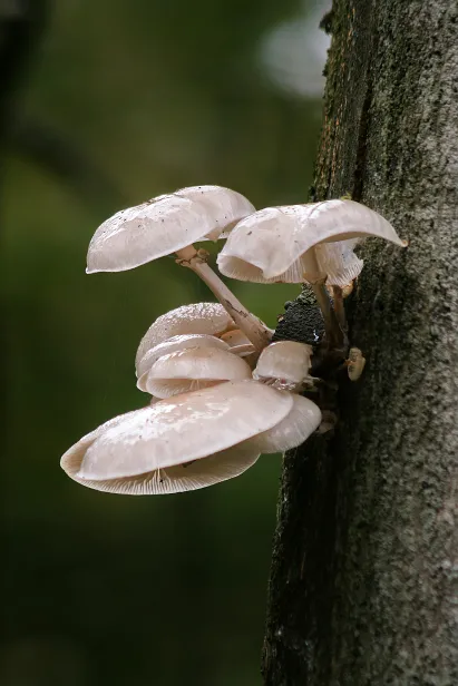 Buchenschleimrübling