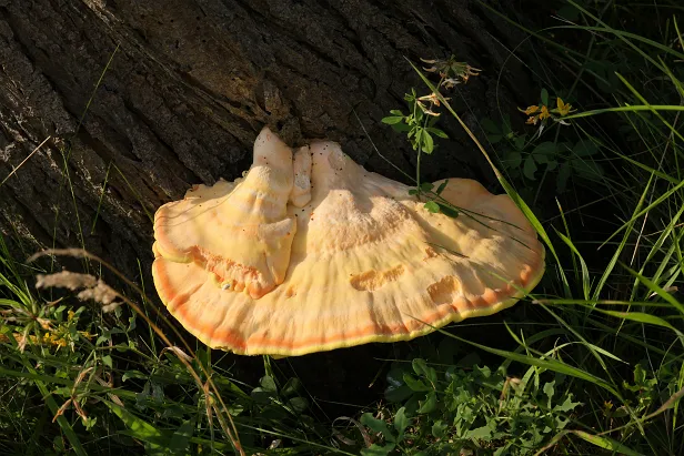 Schwefelporling Laetiporus sulphureus