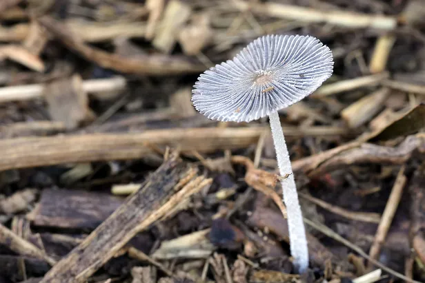 Rädchentintling Parasola plicatilis