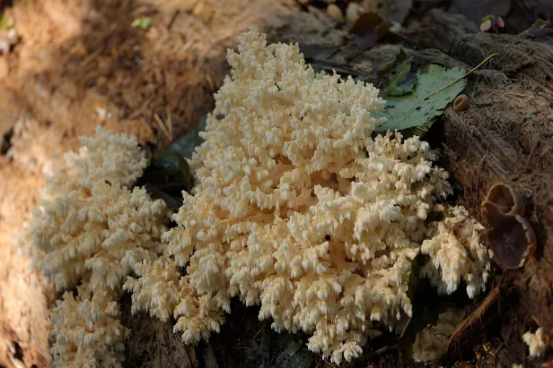 Ästiger Stachelbart Hericium coralloides