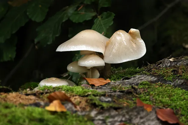 Beringter Buchenschleimrübling Mucidula mucida