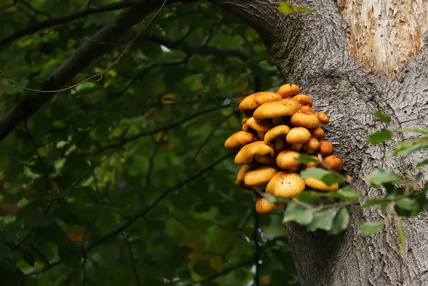 Schöpplinge Pholiota spec.