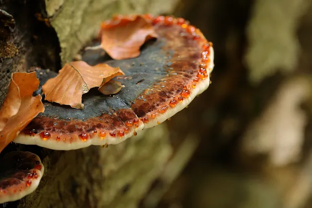 Laubholz-Harzporling Ischnoderma resinosum