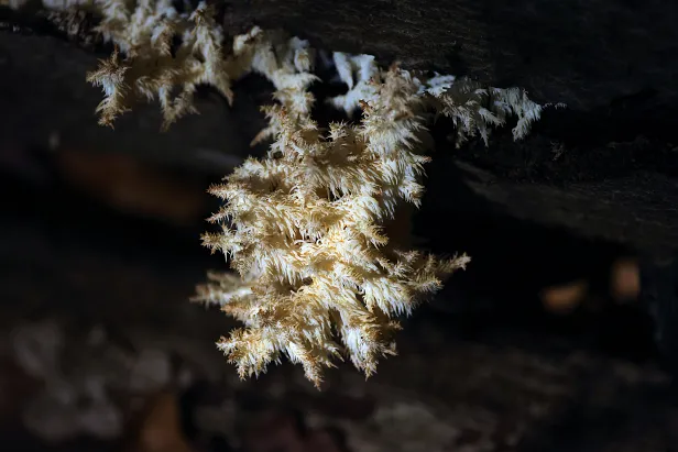 Ästiger Stachelbart Hericium coralloides