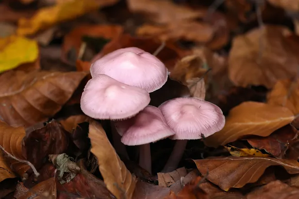 Rosa Rettich-Helmling Mycena rosea