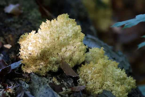 Ästiger Stachelbart Hericium coralloides