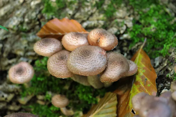 Hallimasch Armillaria spec.