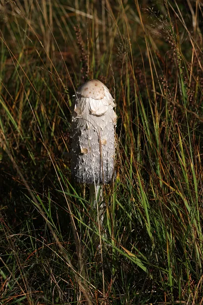 Schopf-Tintling Coprinus comatus