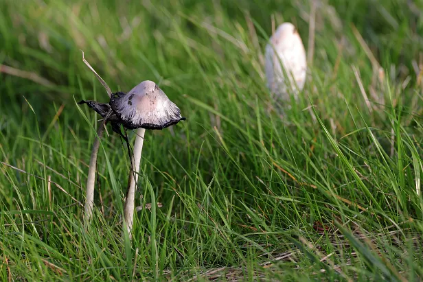 Schopf-Tintling Coprinus comatus