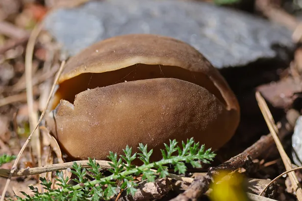 Pilz
