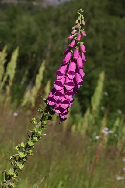 Roter Fingerhut Digitalis purpurea