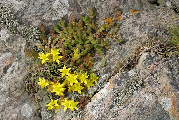 Scharfer Mauerpfeffer Sedum acre