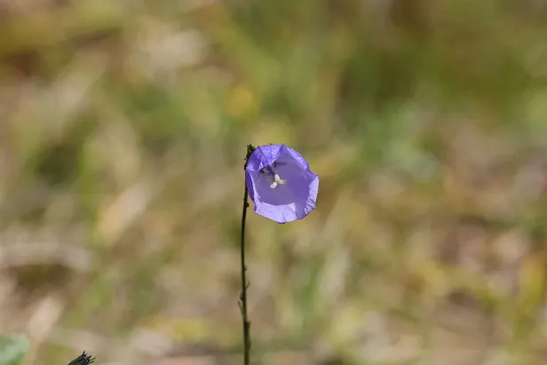 Rundblättrige Glockenblume Campanula rotundifolia