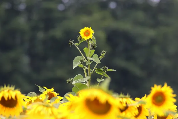 Sonnenblumen