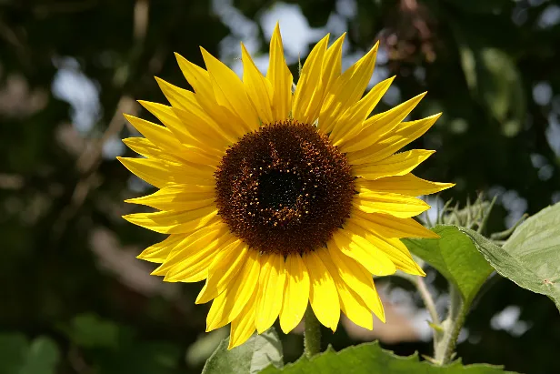 Sonnenblumen