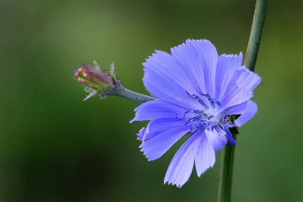 Gemeine Wegwarte Cichorium intybus