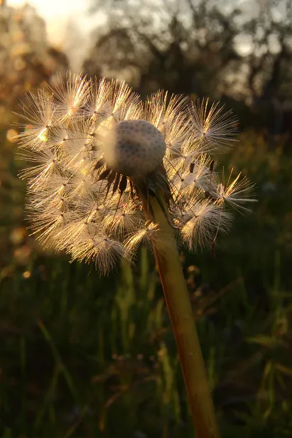 Pusteblume