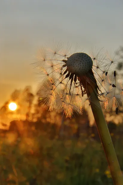 Pusteblume HDR