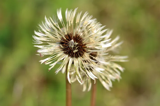 Wiesenblume