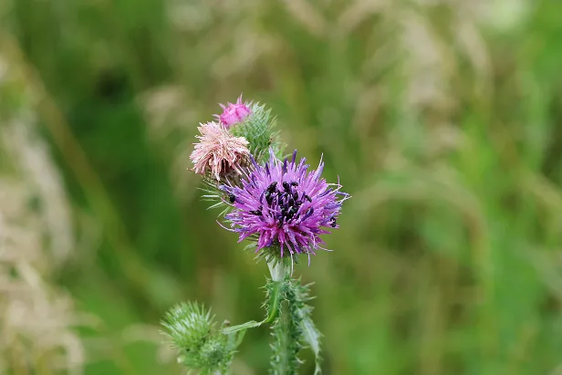 Wiesenblume