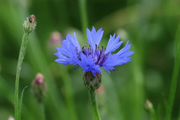 Kornblume