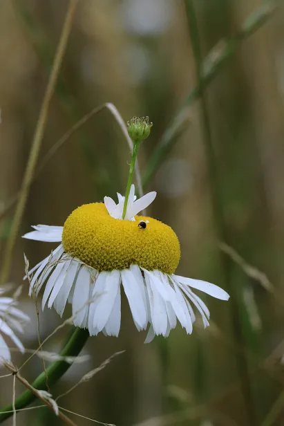 Wiesenblume
