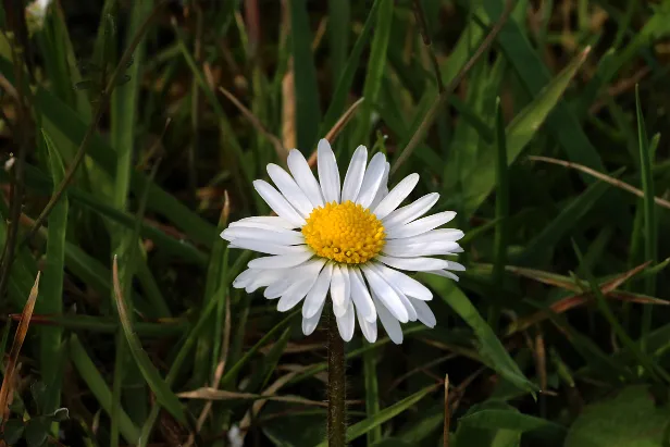 Gänseblümchen