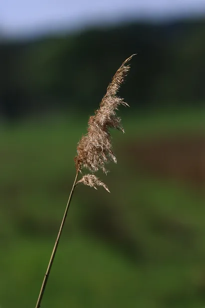 Schilf