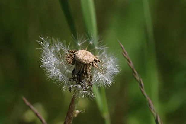 Pusteblume