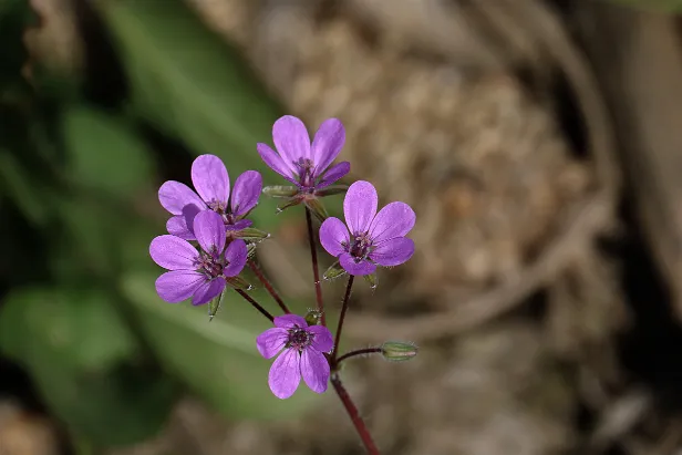 Wiesenblume
