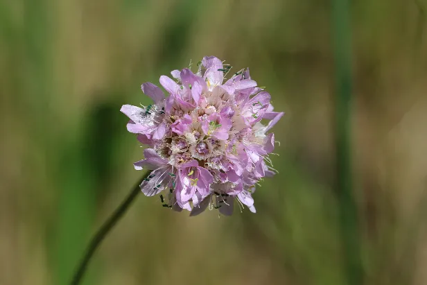 Wiesenblume