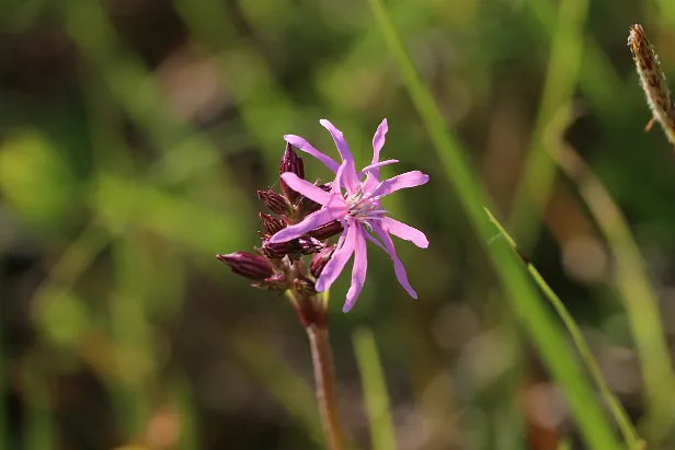 Wiesenblume