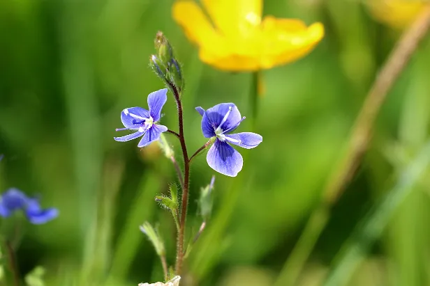 Wiesenblume