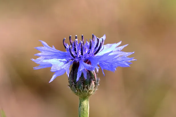 Kornblume