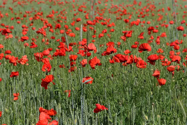 Wiesenblume