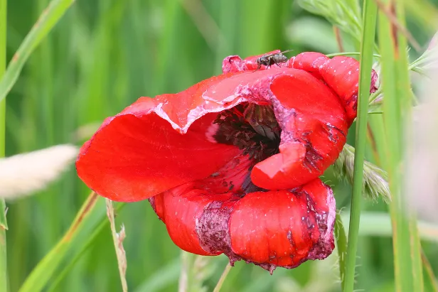 Mohn