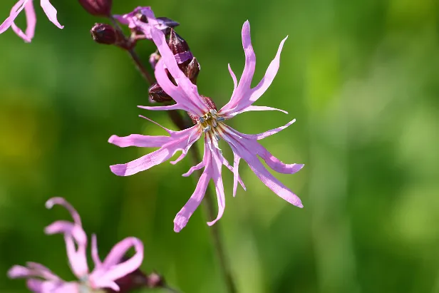 Wiesenblume