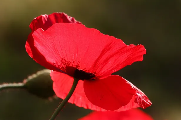 Klatschmohn