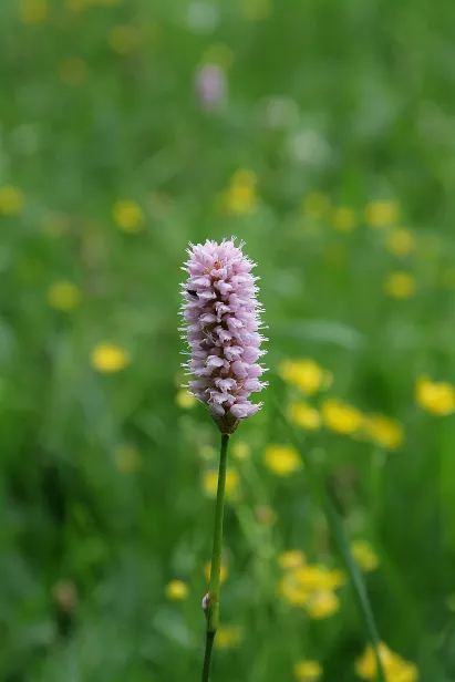 Wiesenblume