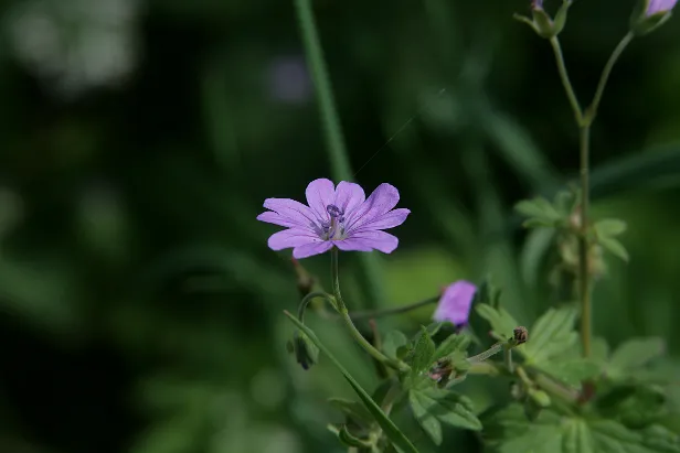 Wiesenpflanze
