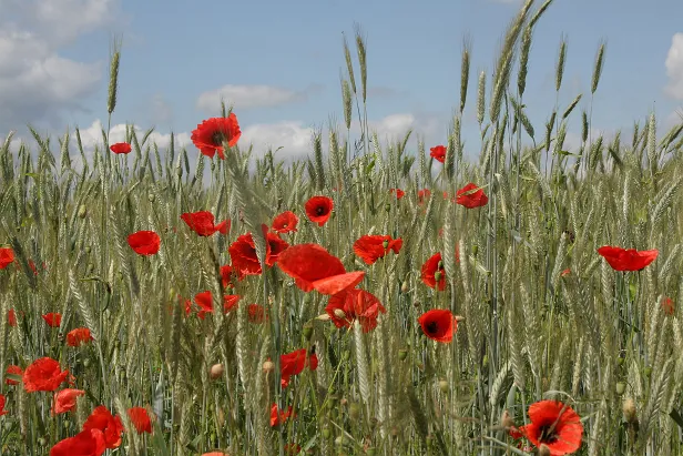Mohn im Kornfeld
