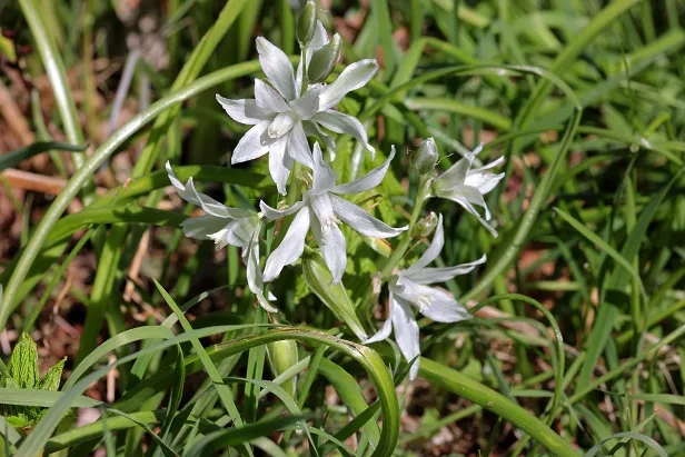 Nickende Milchstern Ornithogalum nutans